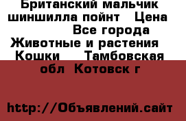 Британский мальчик шиншилла-пойнт › Цена ­ 5 000 - Все города Животные и растения » Кошки   . Тамбовская обл.,Котовск г.